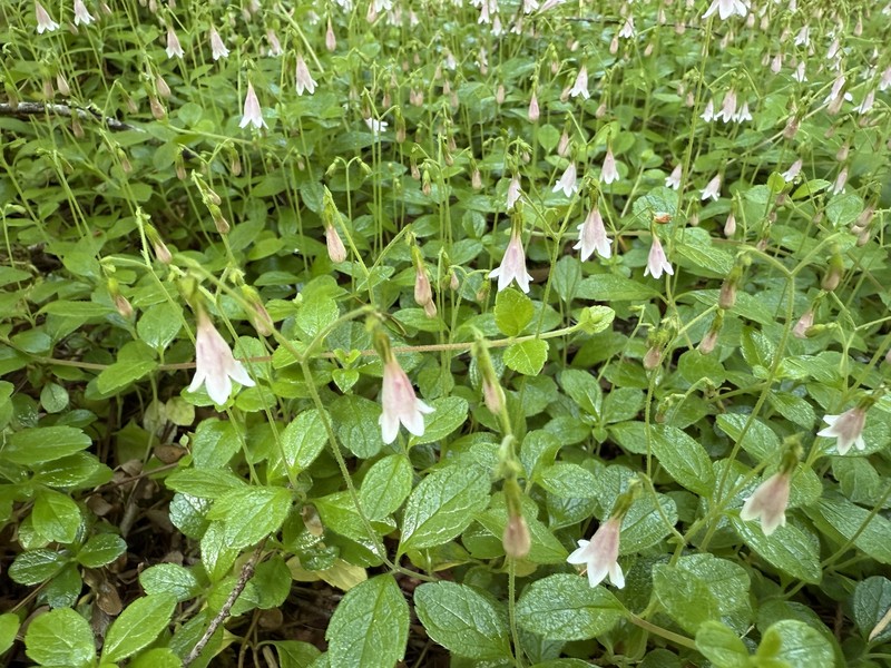 Linnaea borealis var. americana photo 4