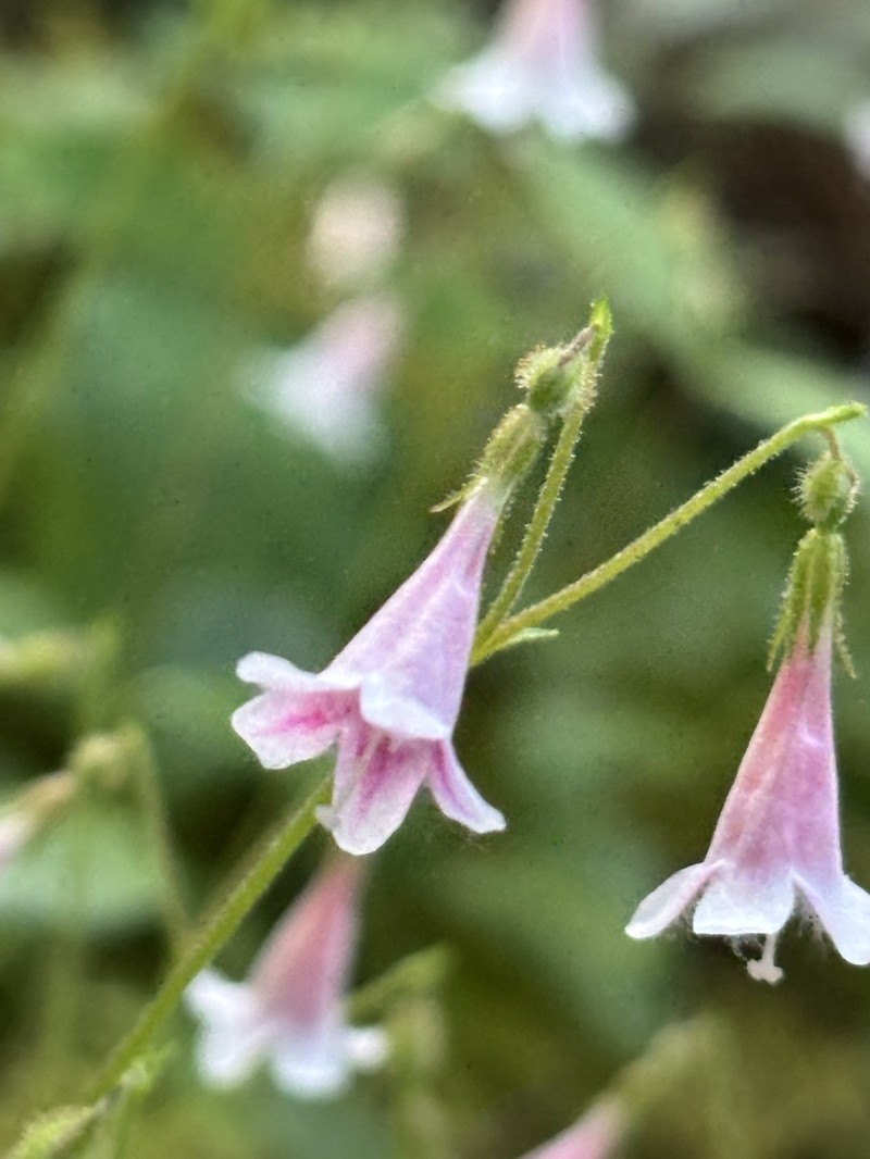 Linnaea borealis var. americana photo 5