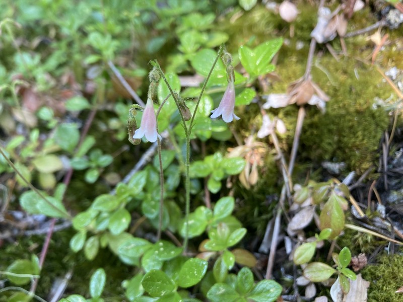 Linnaea borealis var. americana photo 6