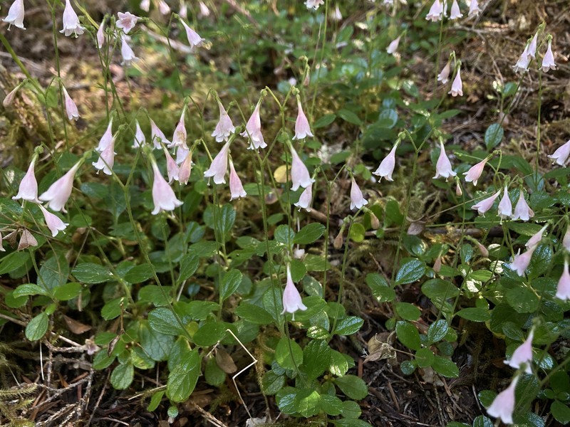 Linnaea borealis var. americana photo 7