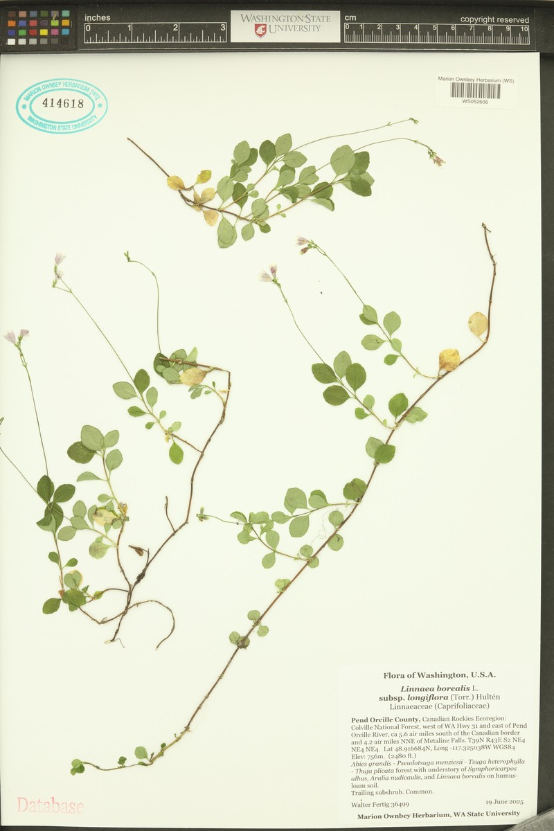 Linnaea borealis var. americana photo 8