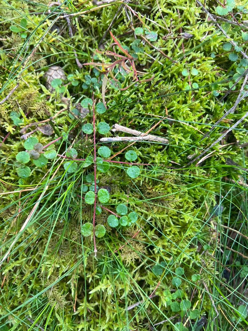 Linnaea borealis var. borealis