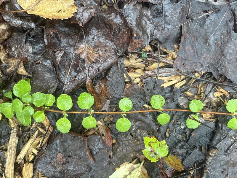 Linnaea borealis var. borealis photo 2