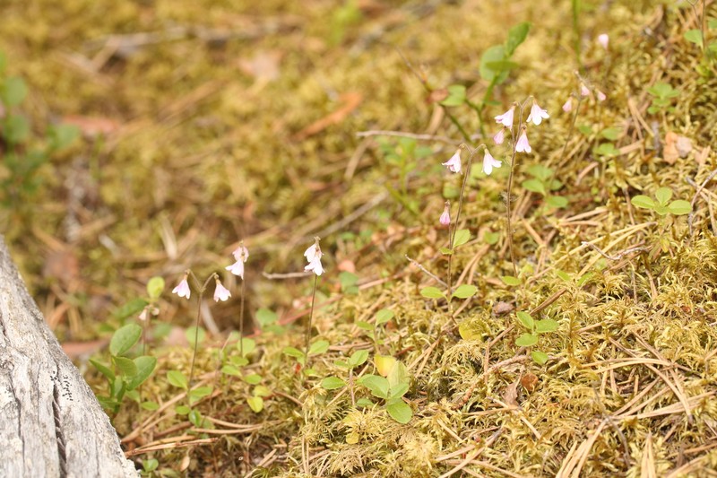 Linnaea borealis var. borealis photo 3