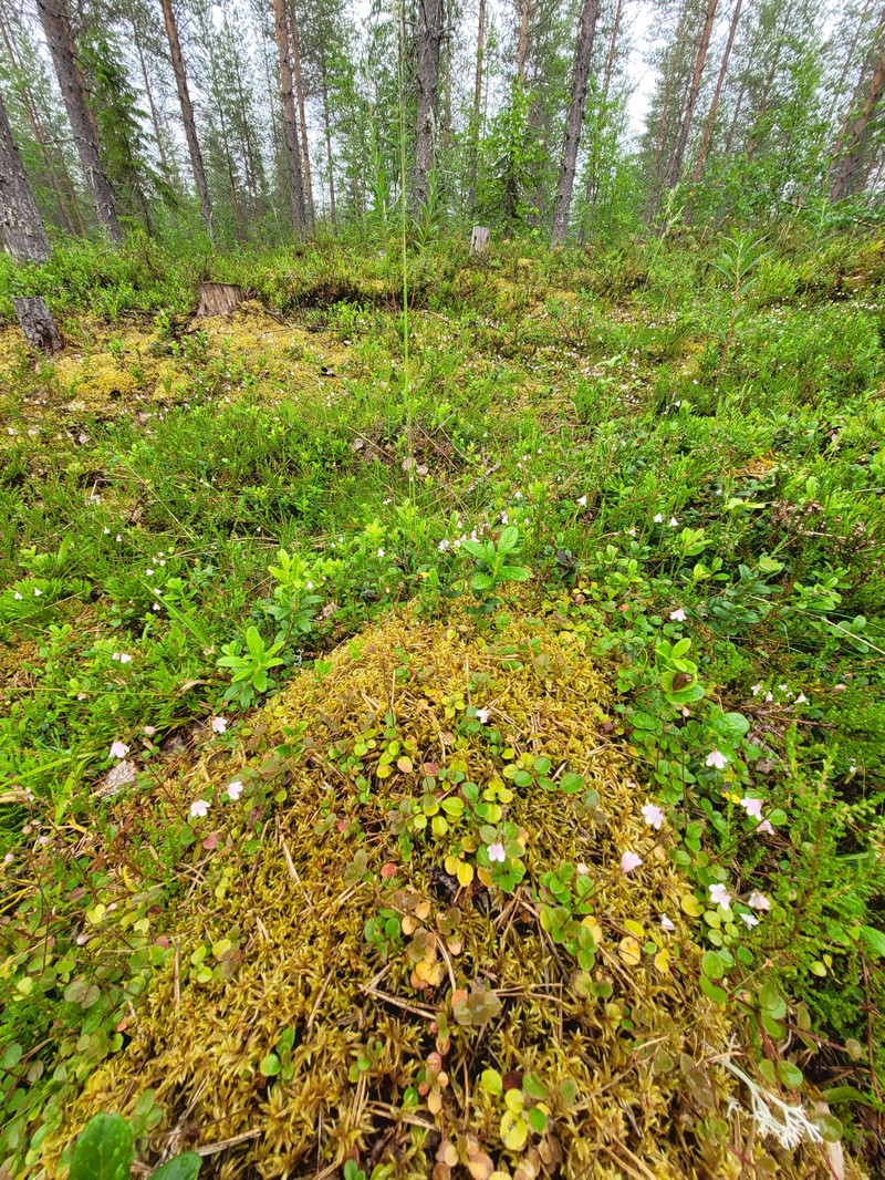 Linnaea borealis var. borealis photo 4