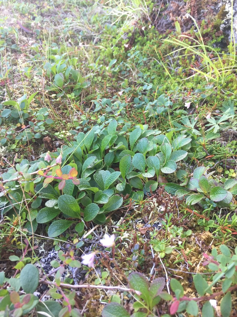 Linnaea borealis var. borealis photo 5