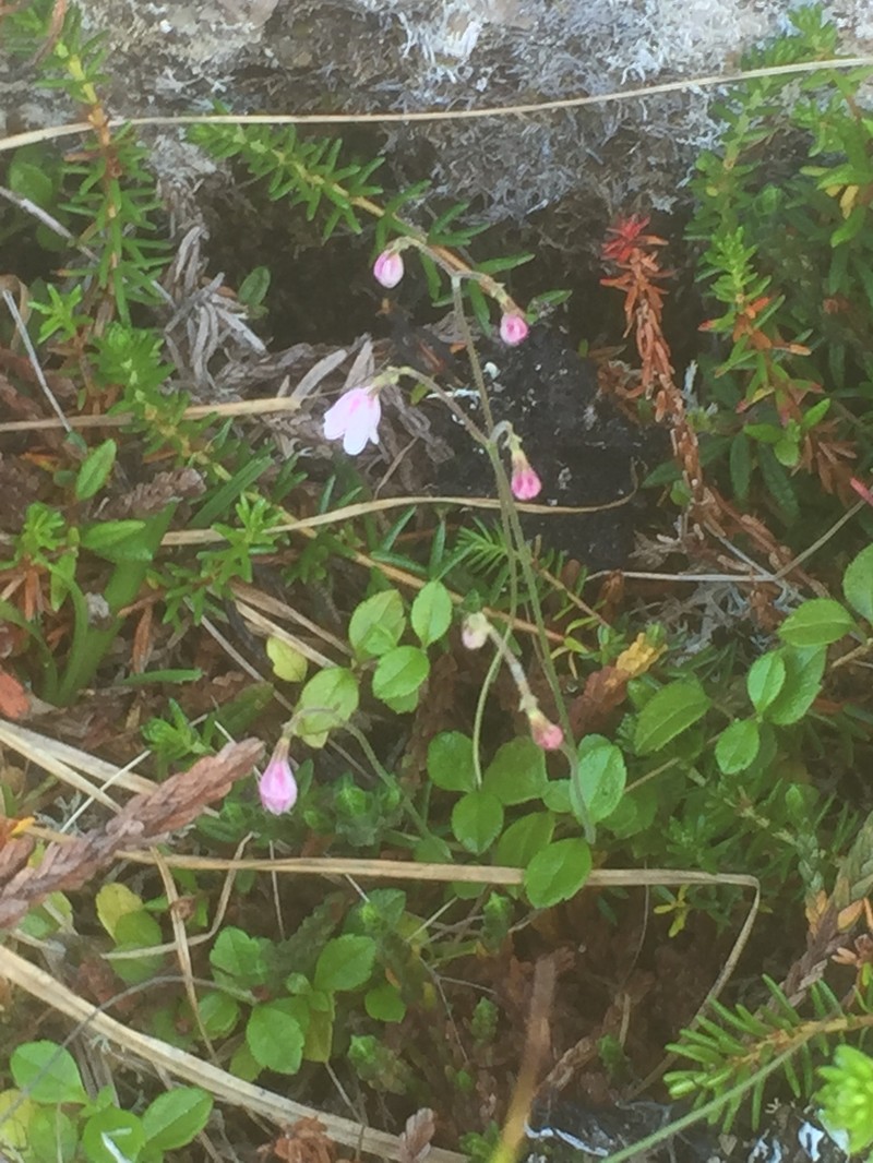 Linnaea borealis var. borealis photo 6
