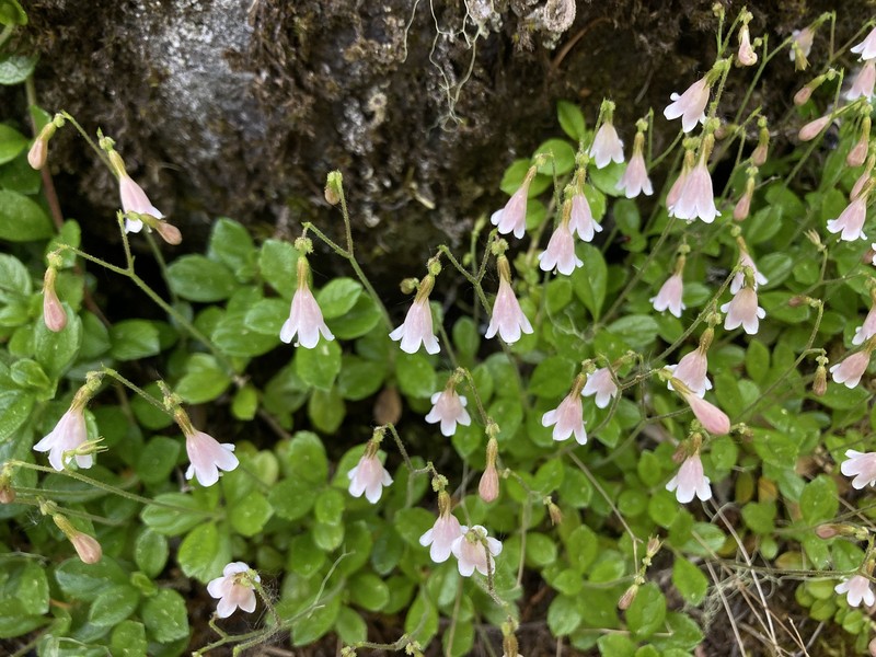 Linnaea borealis var. longiflora photo 8
