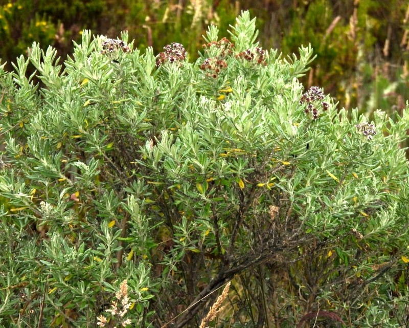Linochilus alveolatus photo 4