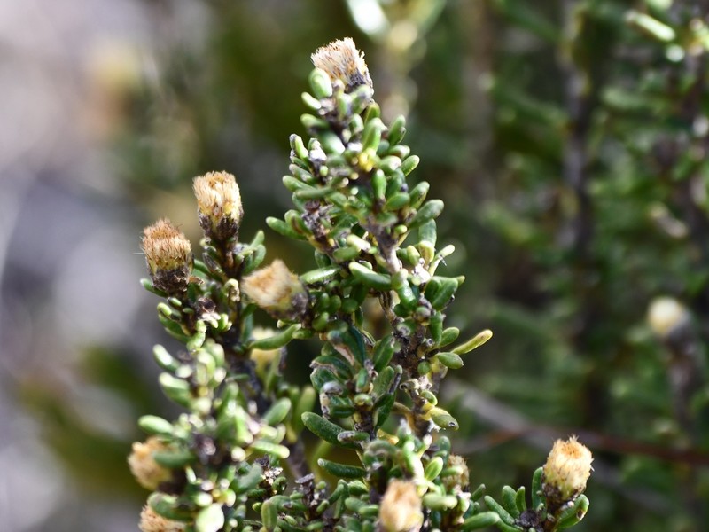Linochilus anactinotus photo 2
