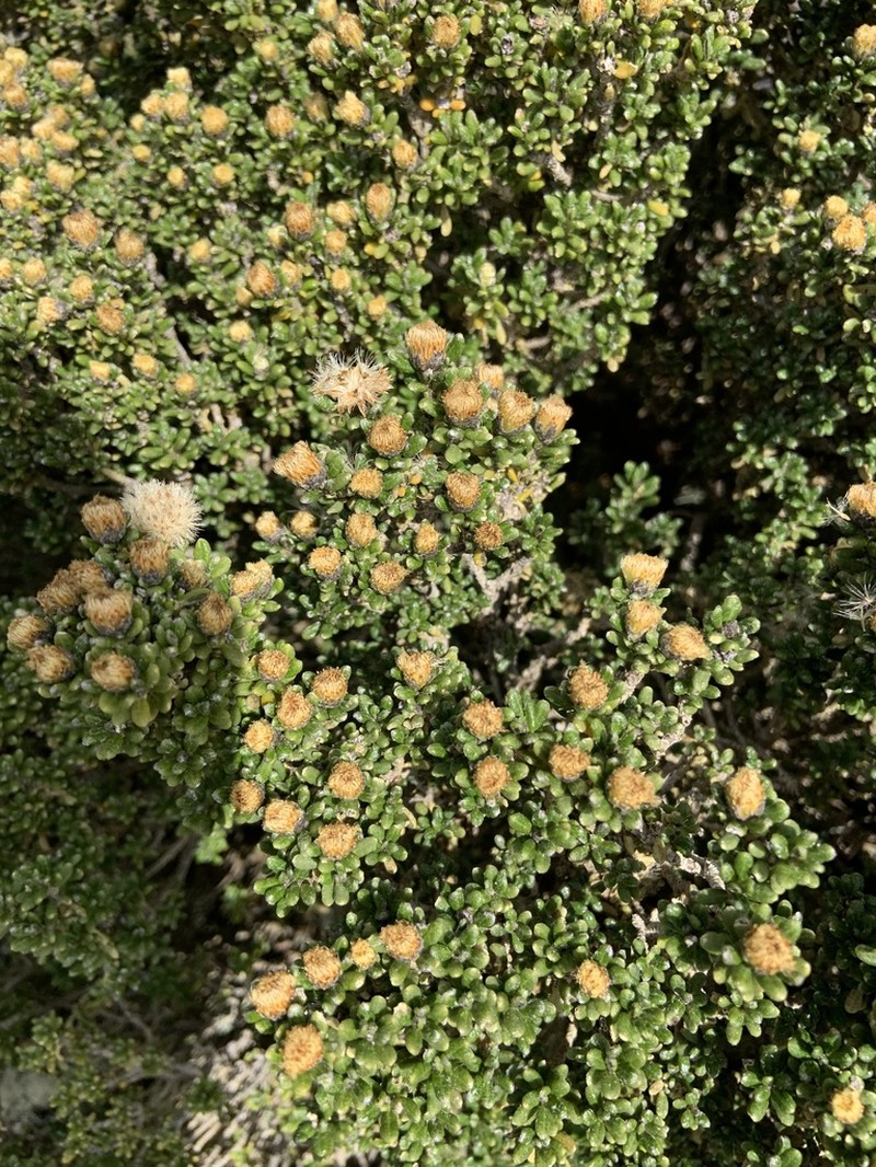 Linochilus anactinotus photo 3
