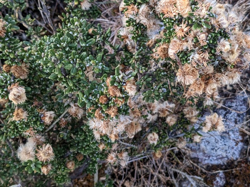 Linochilus anactinotus photo 4