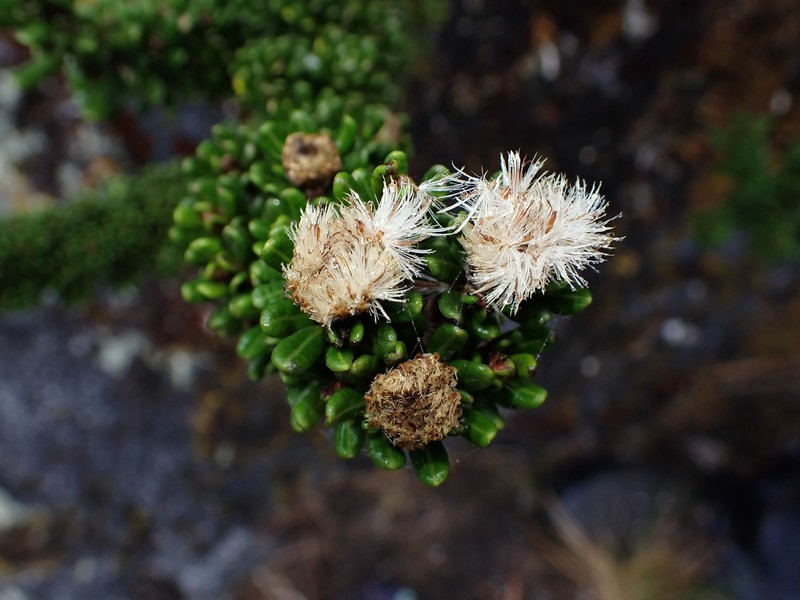 Linochilus anactinotus photo 5