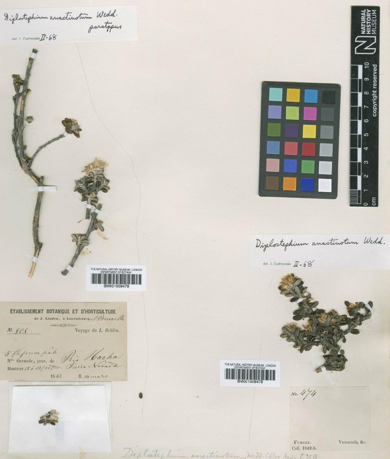 Linochilus anactinotus photo 8