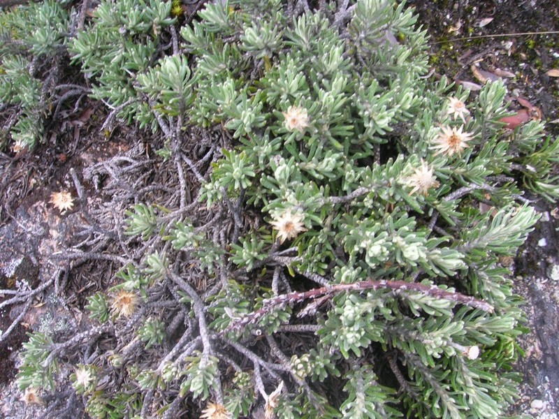 Linochilus apiculatus