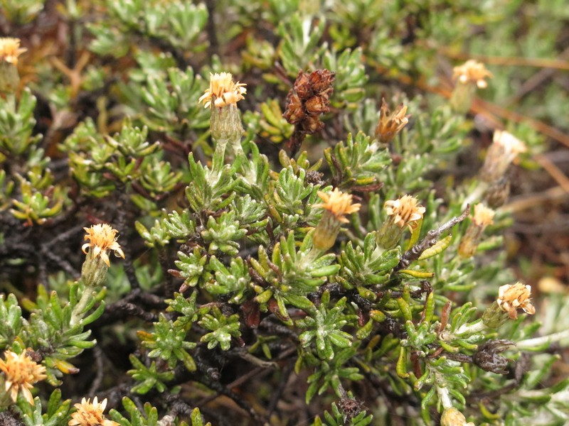 Linochilus apiculatus photo 4