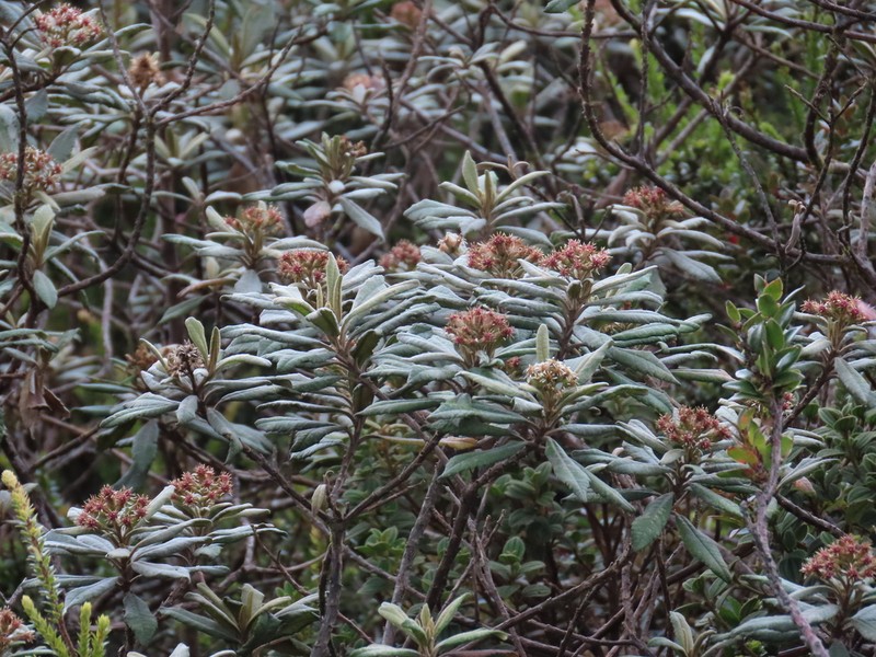 Linochilus bicolor photo 2