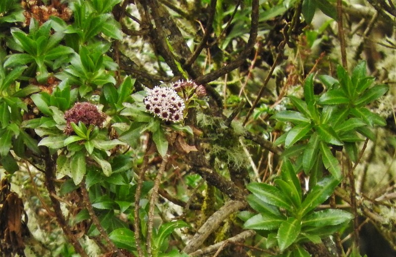 Linochilus bicolor photo 3