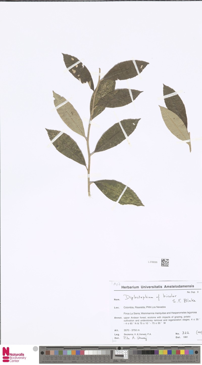 Linochilus bicolor photo 6