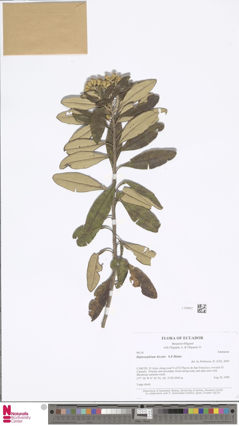Linochilus bicolor photo 7