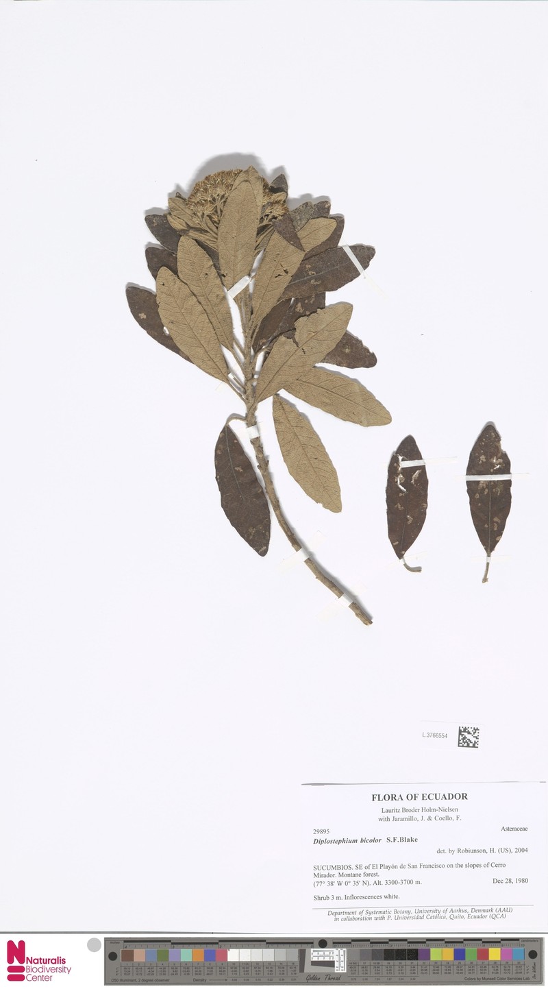 Linochilus bicolor photo 8