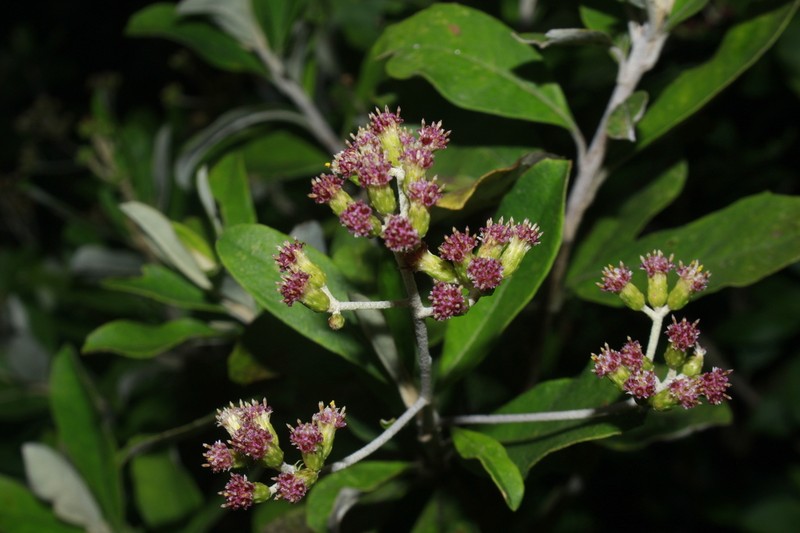 Linochilus camargoanus