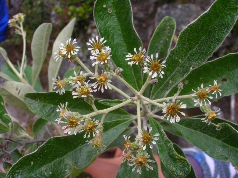 Linochilus camargoanus photo 2