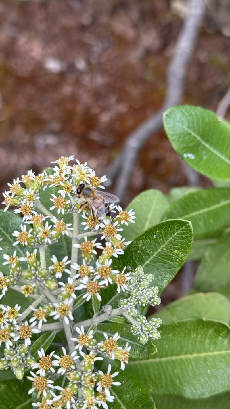 Linochilus camargoanus photo 3