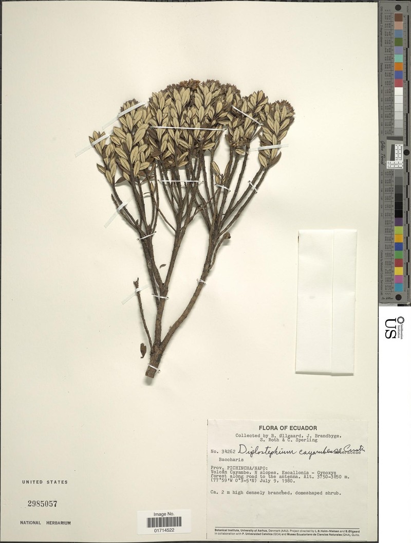 Linochilus cayambensis
