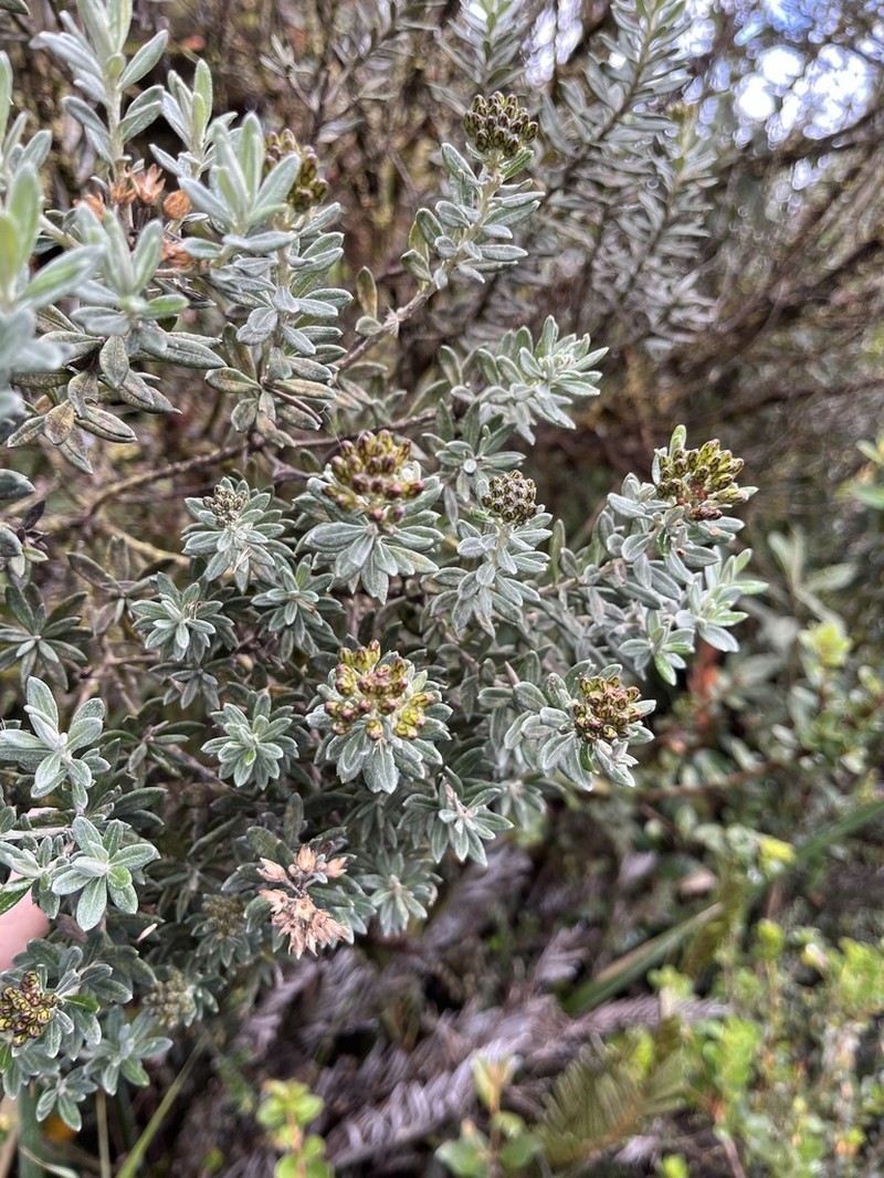 Linochilus cinerascens photo 3