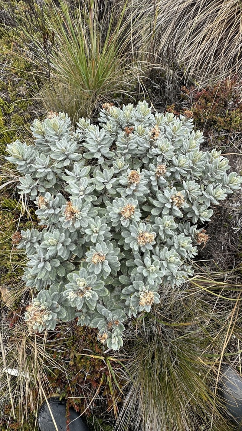 Linochilus cinerascens photo 4