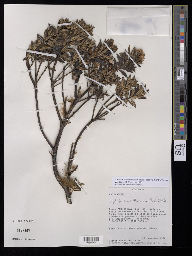 Linochilus cinerascens photo 8