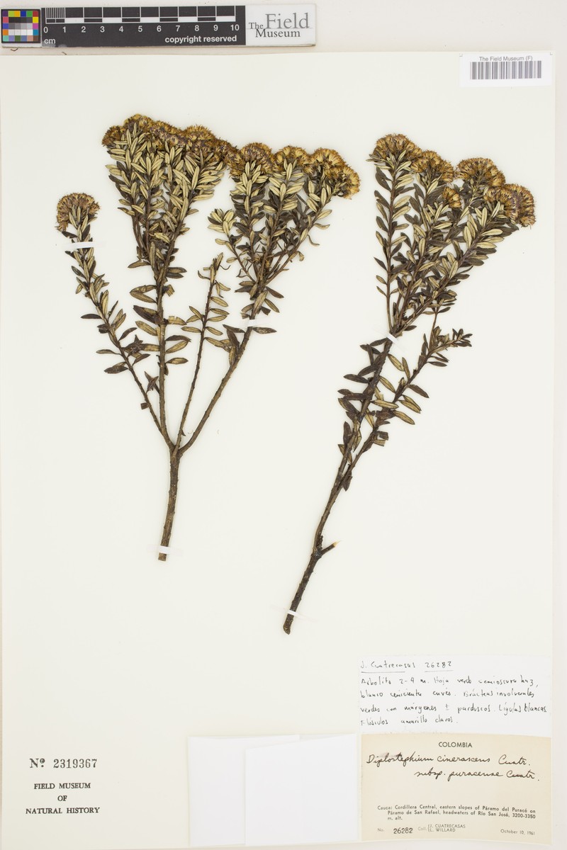 Linochilus cinerascens subsp. puracensis