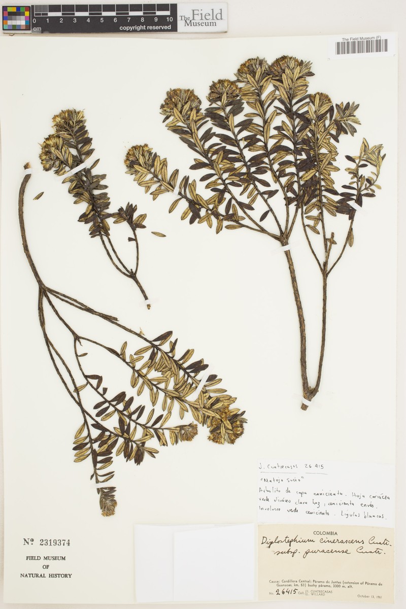 Linochilus cinerascens subsp. puracensis photo 2