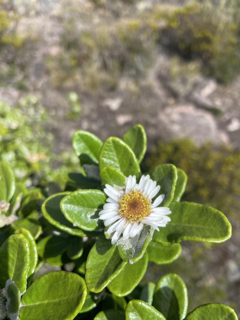 Linochilus crassifolius