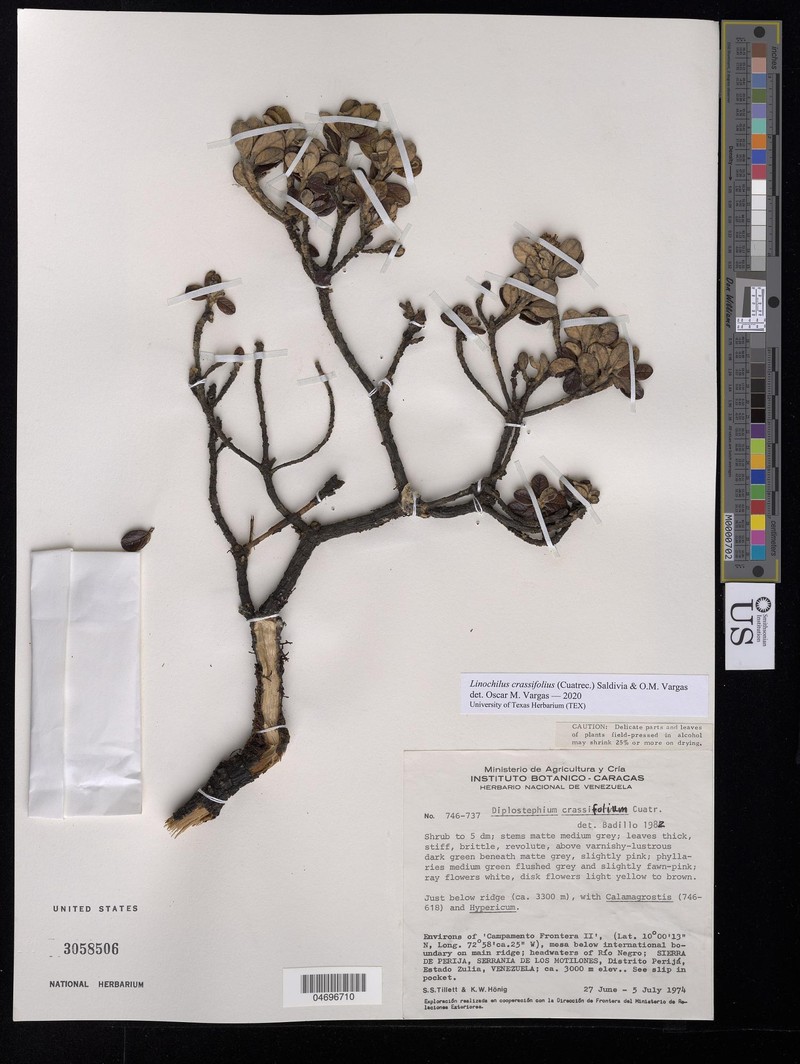 Linochilus crassifolius photo 2