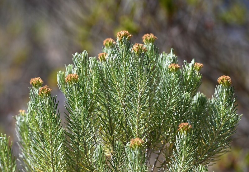 Linochilus cyparissias