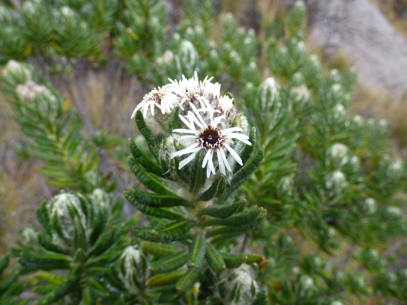 Linochilus eriophorus