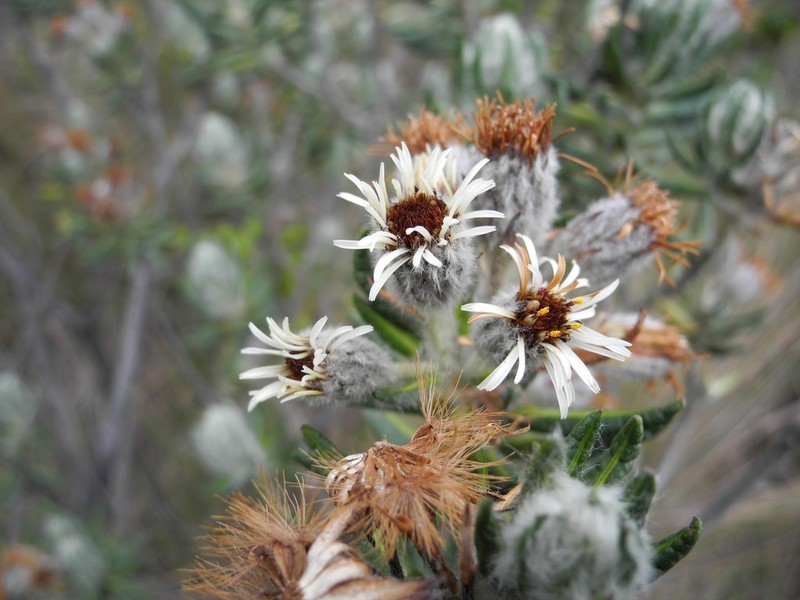 Linochilus eriophorus photo 4