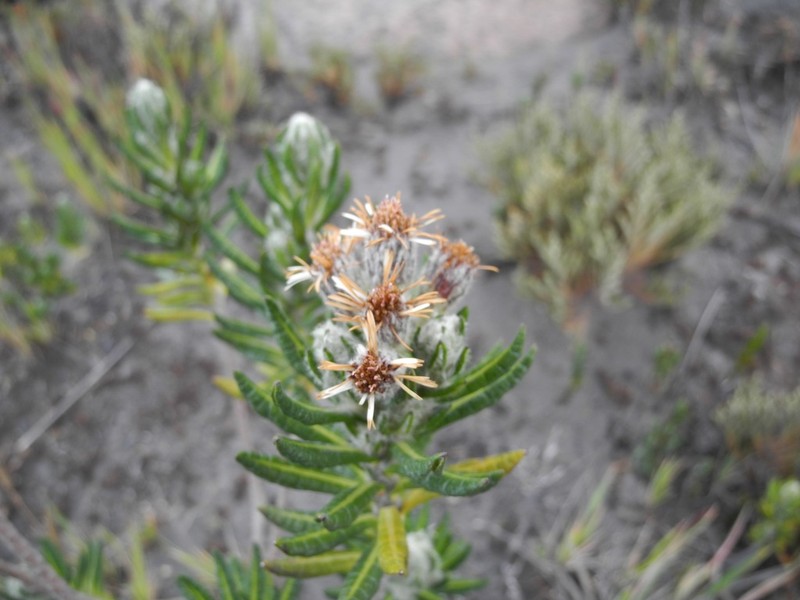 Linochilus eriophorus photo 5
