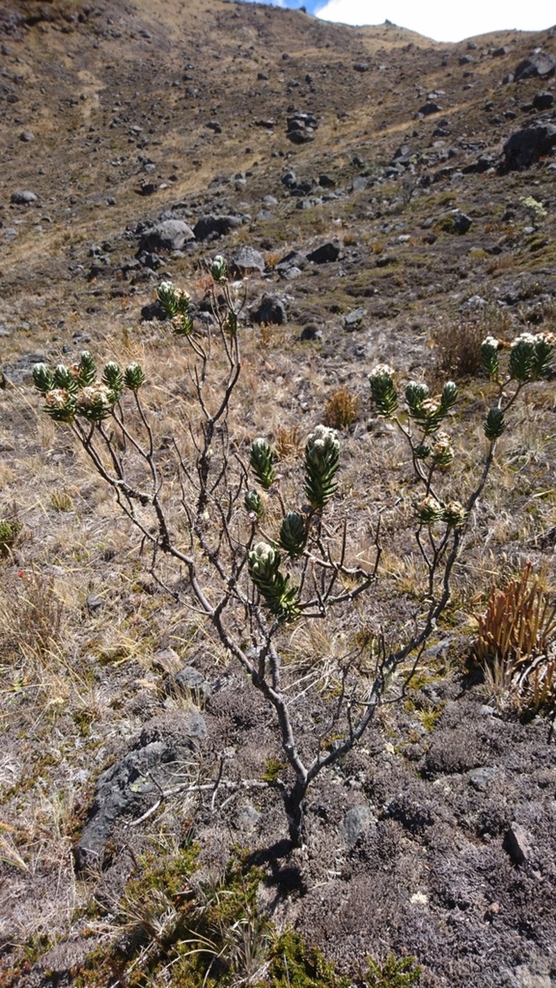 Linochilus eriophorus photo 6