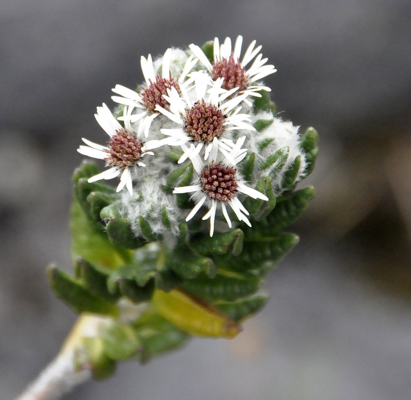 Linochilus eriophorus photo 7