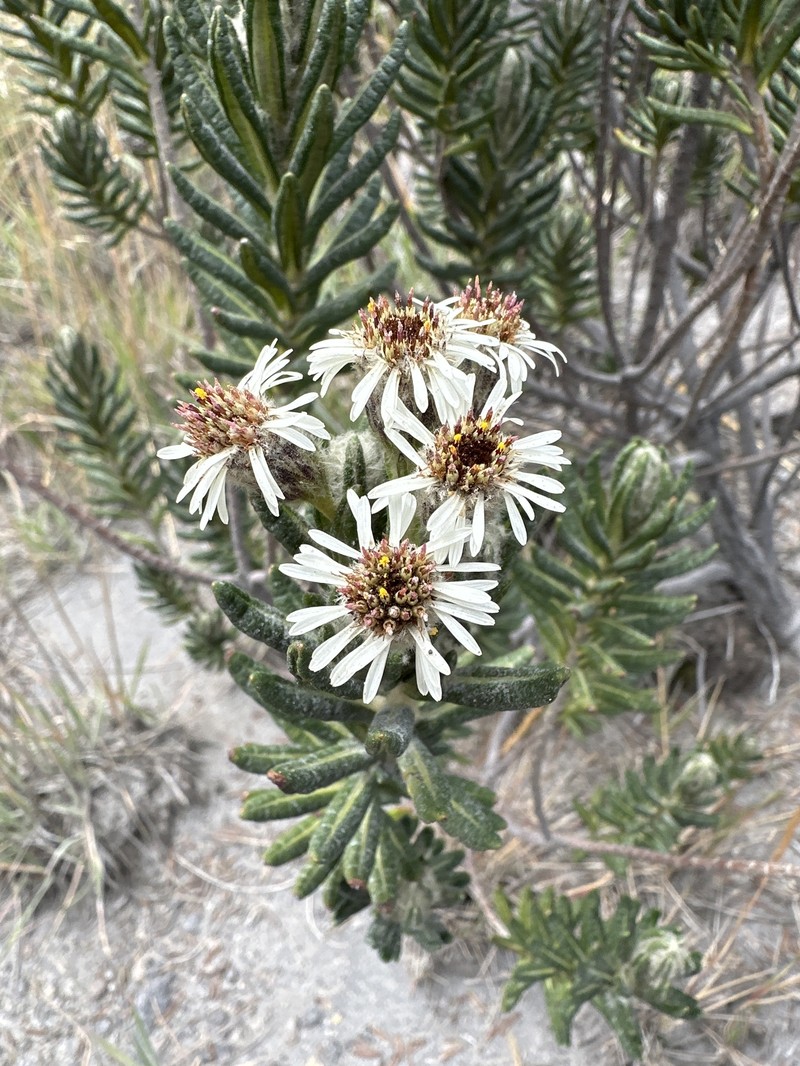 Linochilus eriophorus photo 8