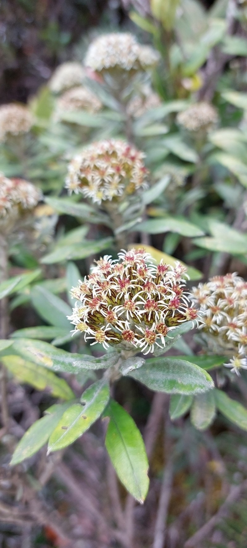 Linochilus floribundus