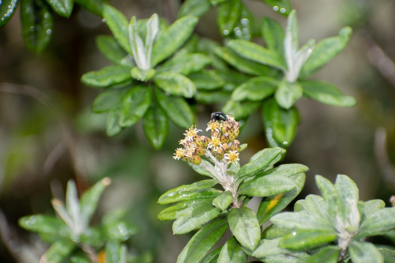 Linochilus floribundus photo 2