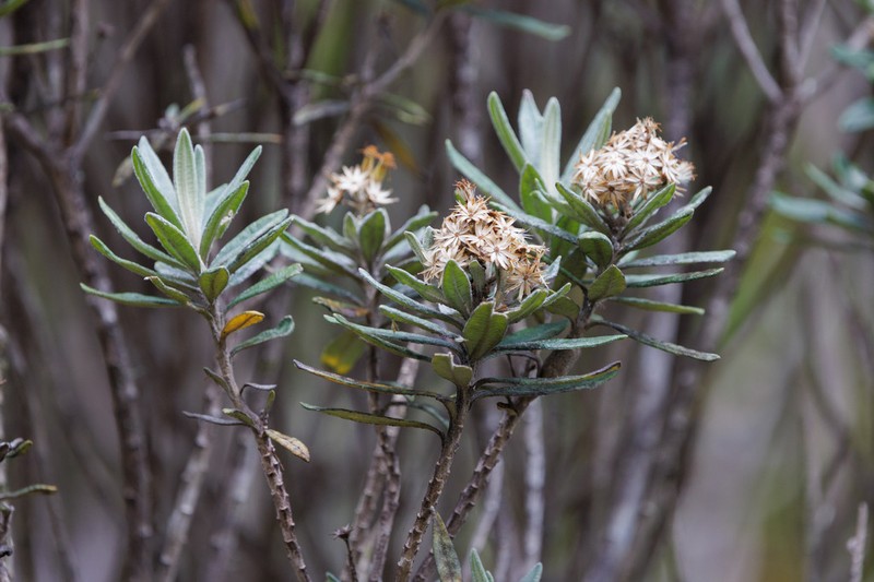 Linochilus floribundus photo 4