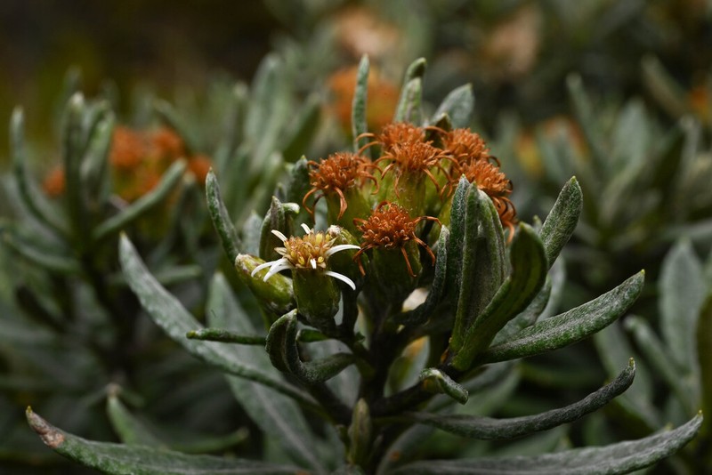 Linochilus floribundus photo 5