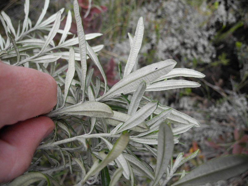 Linochilus floribundus photo 6