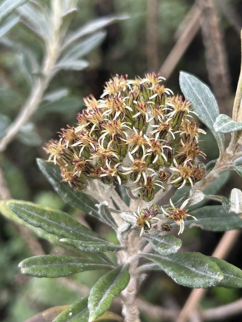 Linochilus floribundus photo 7
