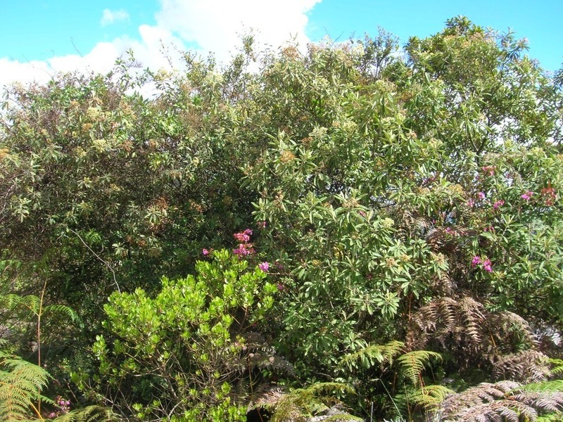 Linochilus floribundus photo 8